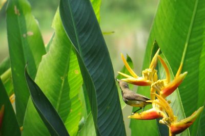 Rondreis Thailand 2013 338